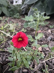 Calibrachoa