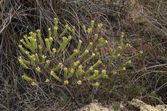 Crassula ericoides ericoides