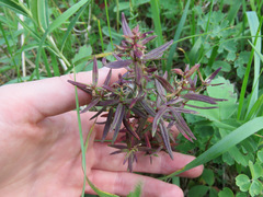 Pedicularis labradorica