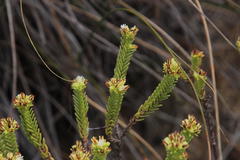 Crassula ericoides ericoides