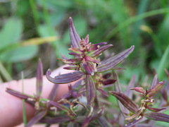 Pedicularis labradorica