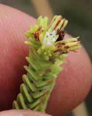 Crassula ericoides ericoides