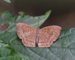Voltinia umbra