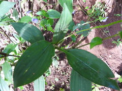 Tinantia macrophylla