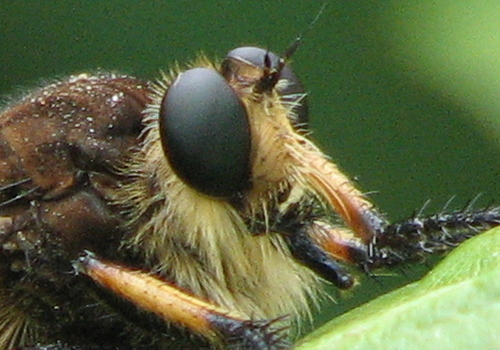 Red-footed Cannibal Fly