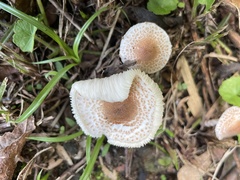 Lepiota xanthophylla