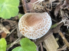 Lepiota xanthophylla