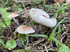 Lepiota xanthophylla