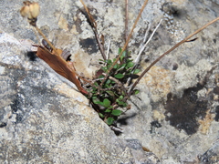Iberis procumbens