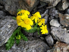 Senecio leucanthemifolius caucasicus