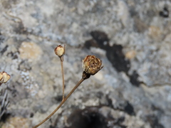 Iberis procumbens