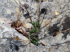 Iberis procumbens