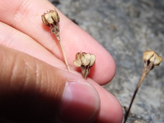 Iberis procumbens