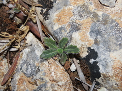 Biscutella valentina