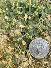 Euphorbia maculata