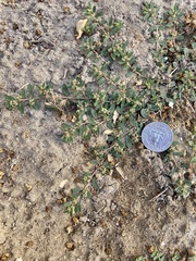 Euphorbia maculata