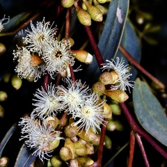 Eucalyptus largiflorens