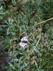 Parnassius nordmanni