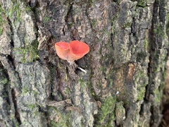 Sarcoscypha occidentalis