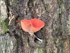 Sarcoscypha occidentalis