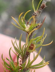 Cliffortia paucistaminea australis