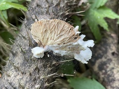 Cymatoderma dendriticum