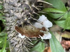 Cymatoderma dendriticum