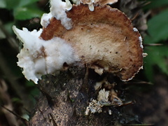 Cymatoderma dendriticum