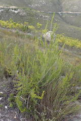 Cliffortia paucistaminea australis