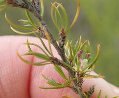 Cliffortia paucistaminea australis