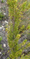 Cliffortia paucistaminea australis