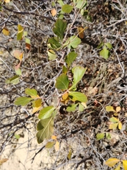 Rhus aromatica aromatica