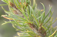 Cliffortia paucistaminea australis