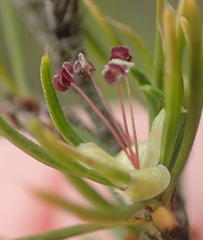Cliffortia paucistaminea australis