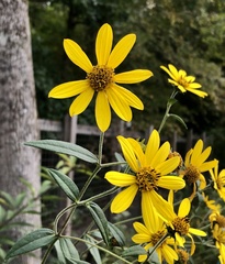 Helianthus schweinitzii