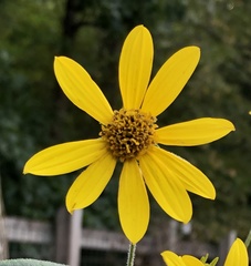 Helianthus schweinitzii