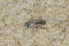 Laphystia litoralis