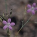Stephanomeria tenuifolia - Photo (c) randomtruth, μερικά δικαιώματα διατηρούνται (CC BY-NC-SA)