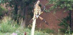 Argiope aurantia