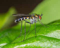 Plagioneurus univittatus