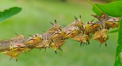 Umbonia crassicornis