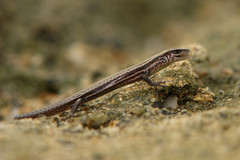 Caledoniscincus haplorhinus