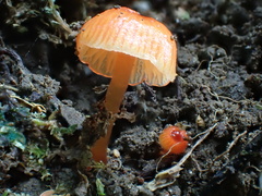 Hygrocybe minutula