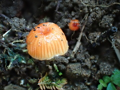 Hygrocybe minutula