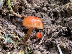 Hygrocybe minutula