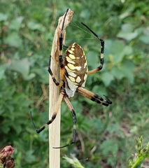 Argiope aurantia