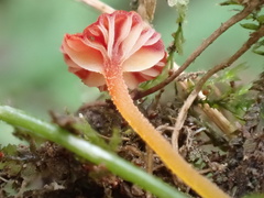 Hygrocybe minutula