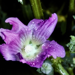 Malva weinmanniana