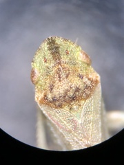 Xerophloea peltata
