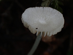 Hodophilus glabripes